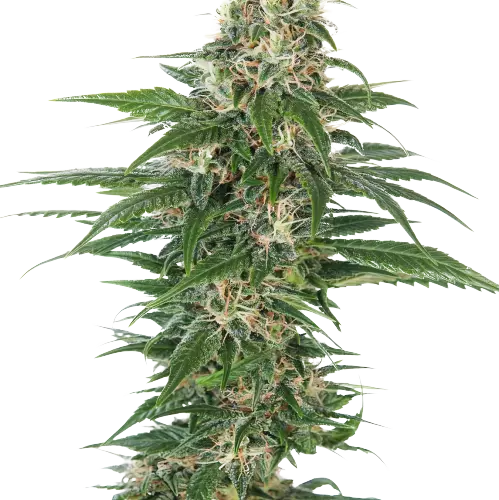 Aliens On Moonshine Feminized
