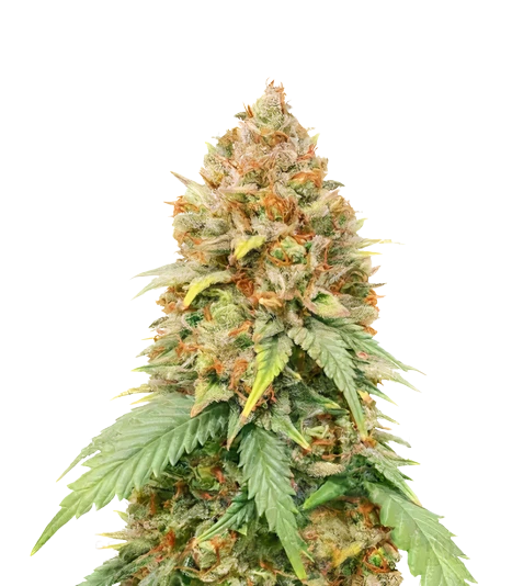 Big Cheese Feminized