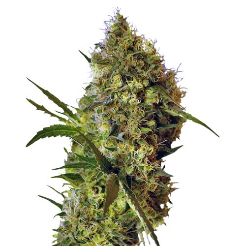 Big Devil Feminized
