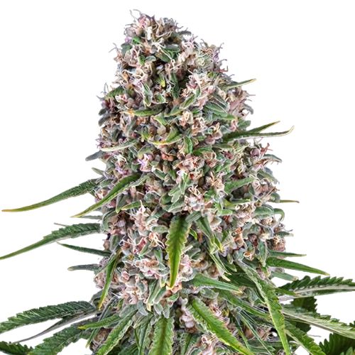 Blackwater Feminized