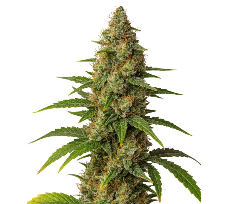 Blob OG Feminized