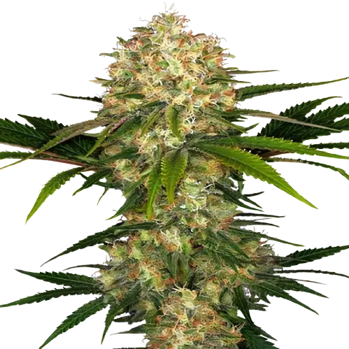 Blue Afghani Feminized