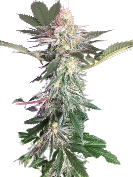 Blue Widow Feminized