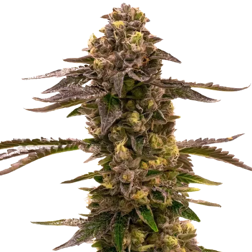 Blueberry Gusto Feminized