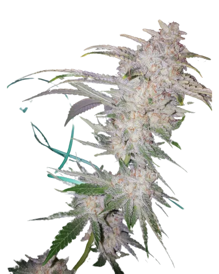 Buddha Tahoe Feminized