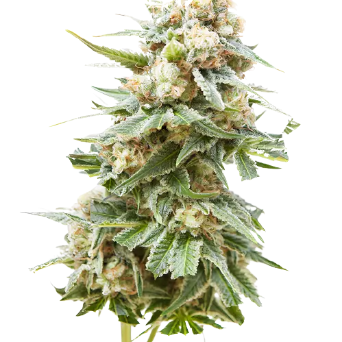 Burkle Feminized