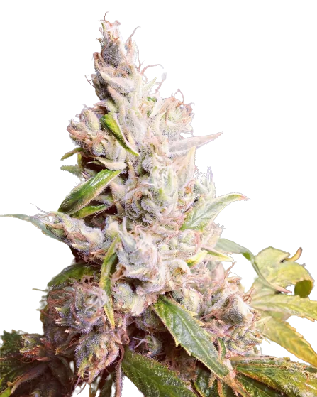 Cannatonic Feminized