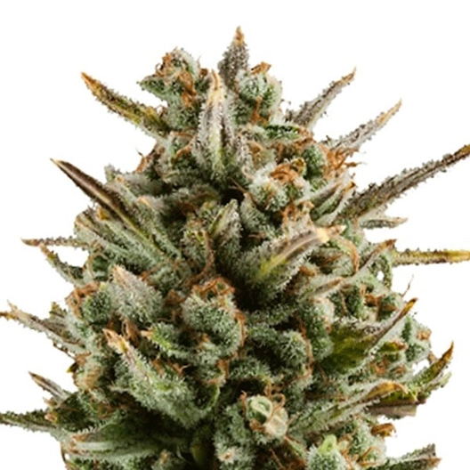 Capers Feminized