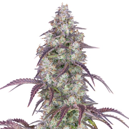 Cheese Quake Feminized
