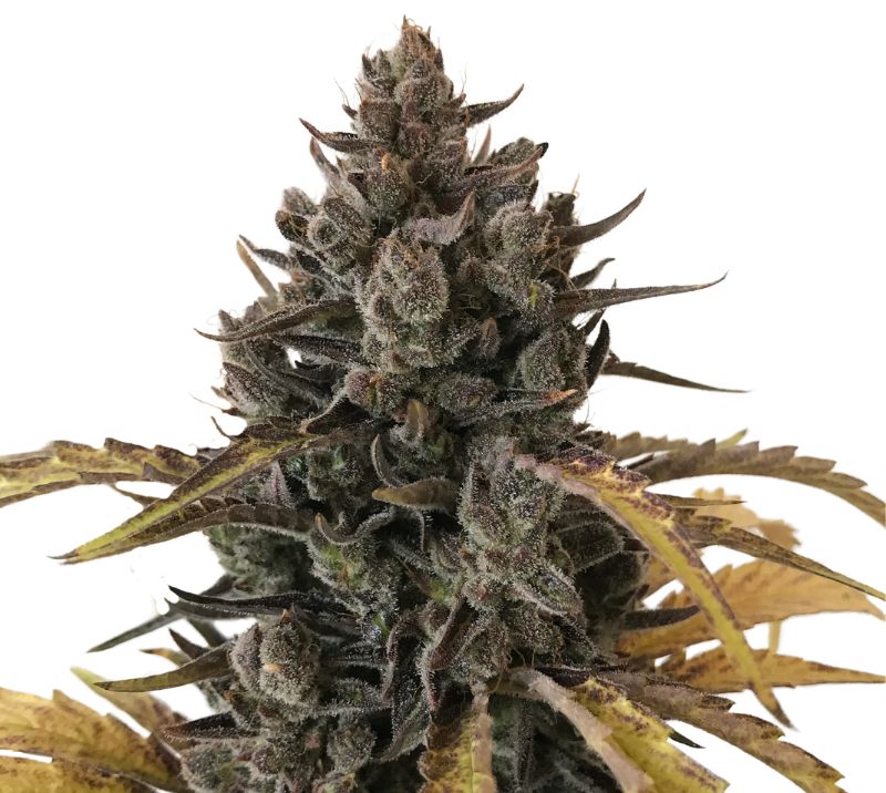 Chocolate Chunk Feminized