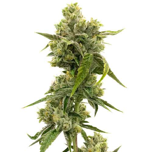 CHR Super OG Feminized