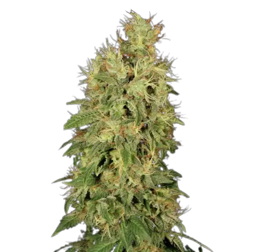 Chronic Feminized