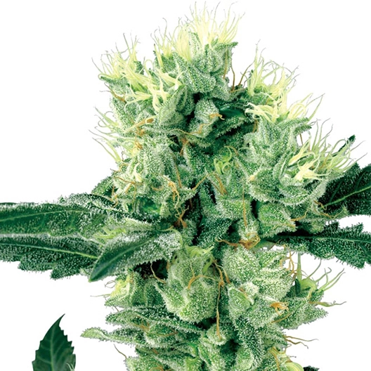 Chupacabra Feminized
