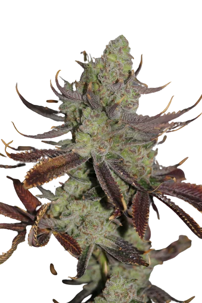 Conspiracy Kush Feminized