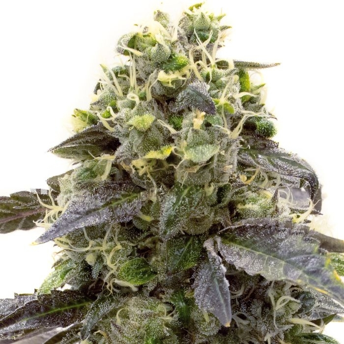 Crystal Feminized