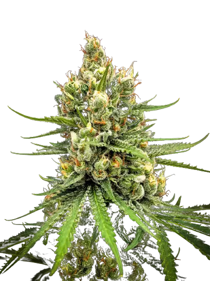 Dairy Queen Feminized