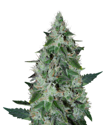Dakini Kush Feminized