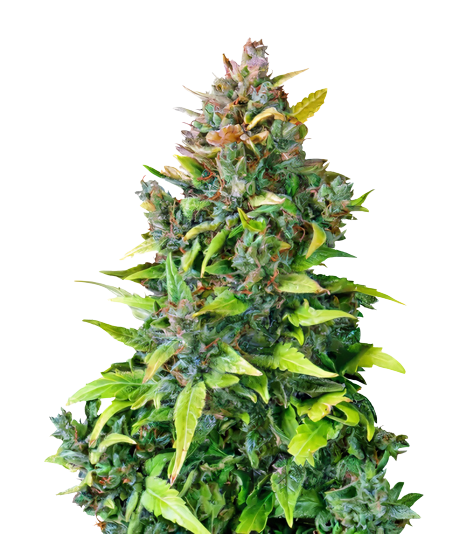 Dance World CBD Feminized