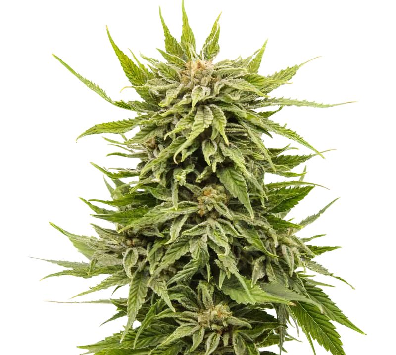 Dank Schrader Feminized