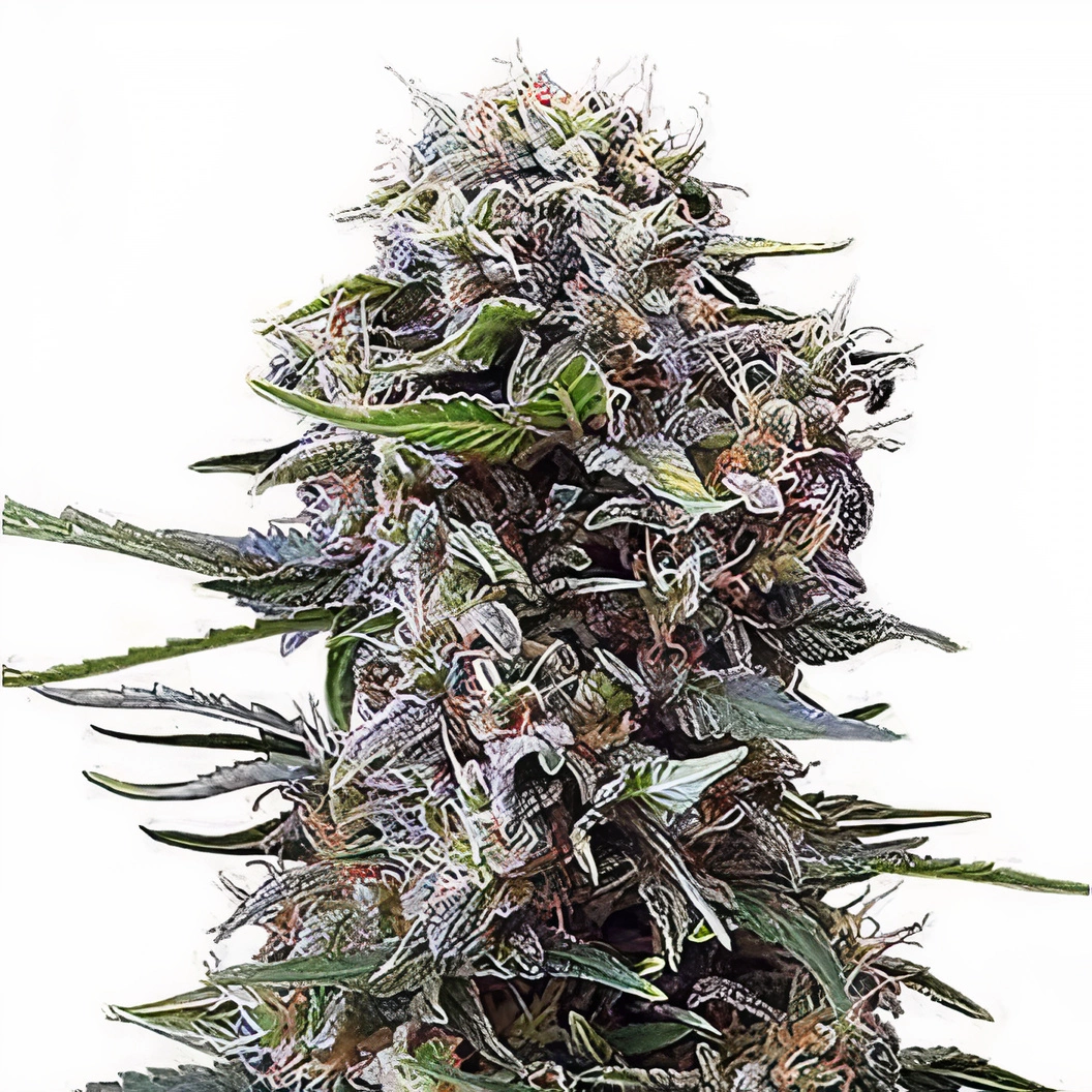 Denver Maple Feminized