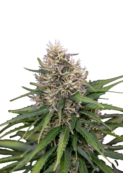 Digweed Feminized