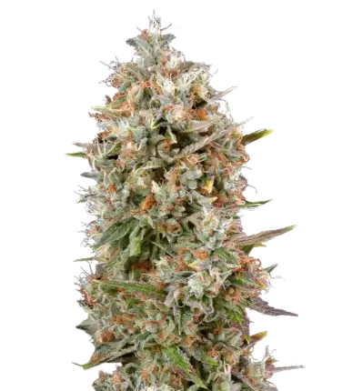 Dinachem Feminized