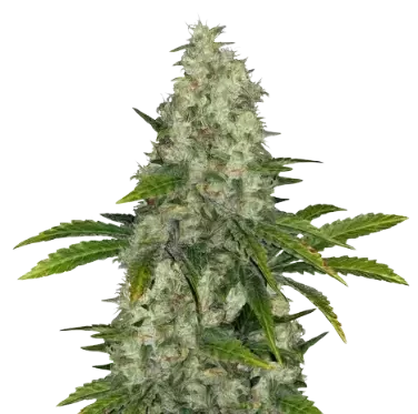 Do-Si-Dos Auto