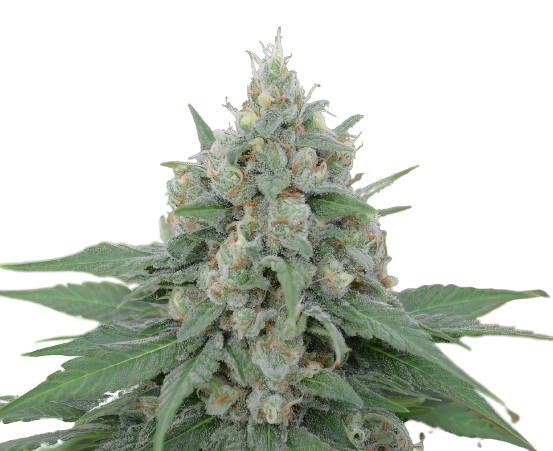 Dorit Feminized