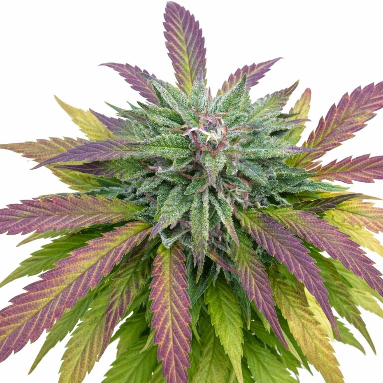 Dutch Hawaiian Feminized