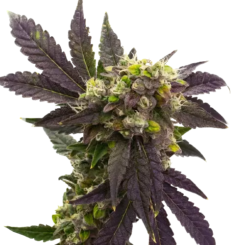 Electric Blue Feminized