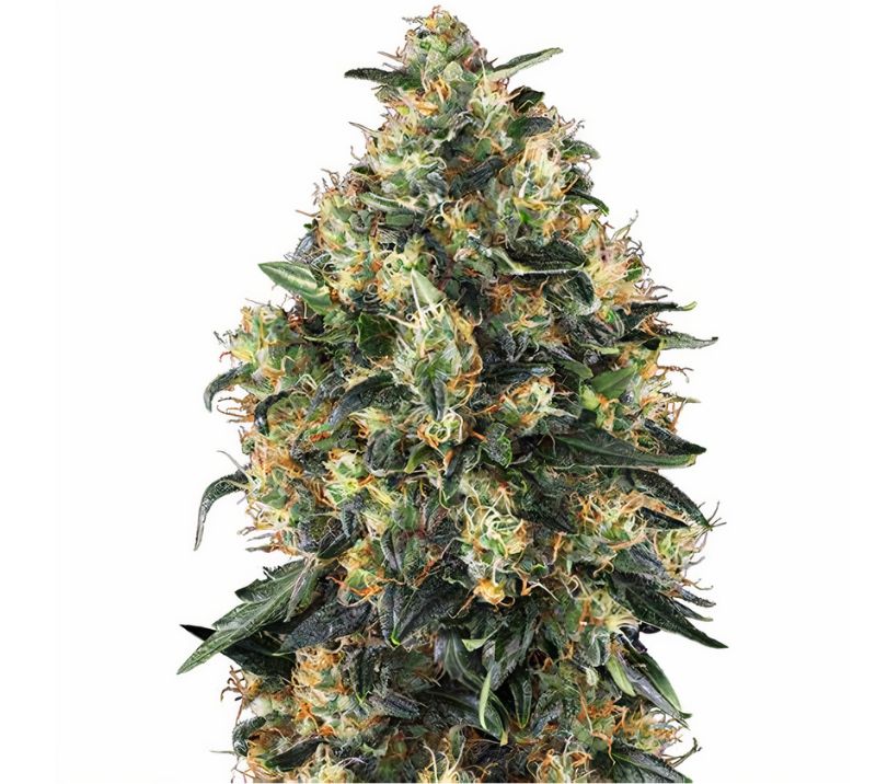 Everlast Feminized