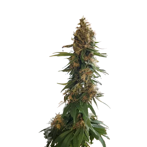 Fruity Widow Feminized