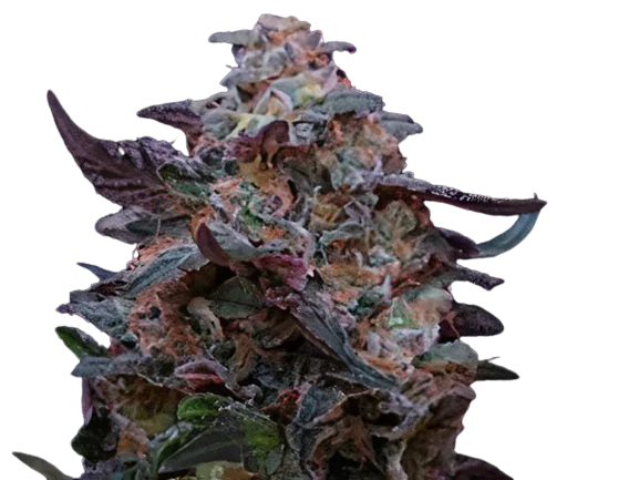 Funky Monkey Feminized