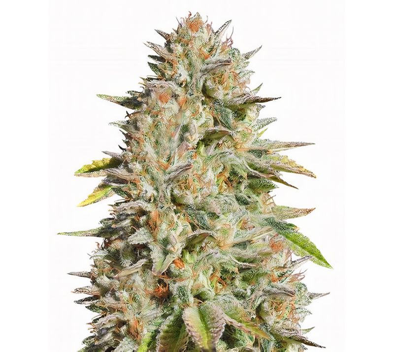 Harmonia Feminized