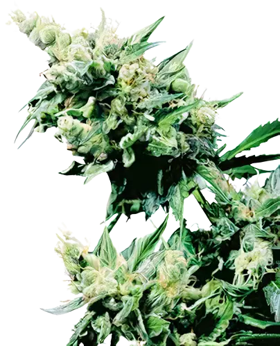 Hash Plant Auto