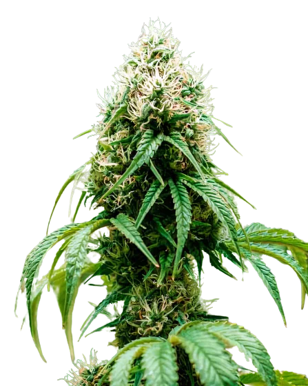 Head Cheese Feminized