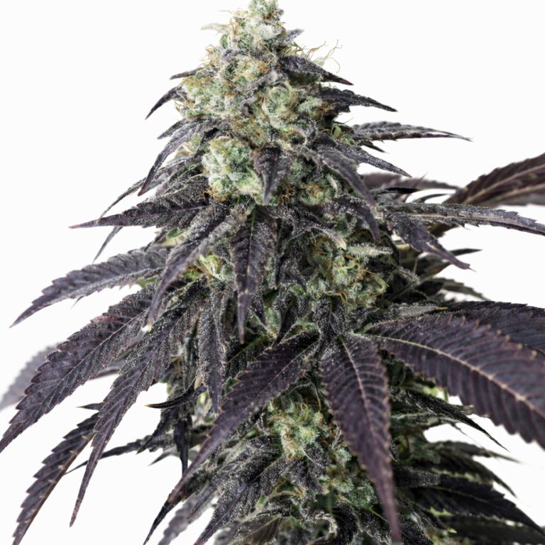 Headband Feminized
