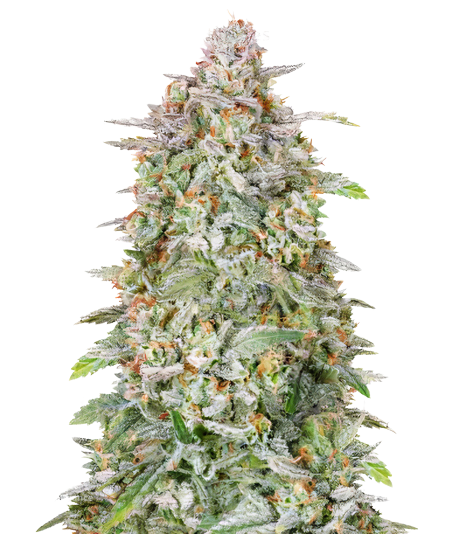 Heavy Duty Fruity Feminized