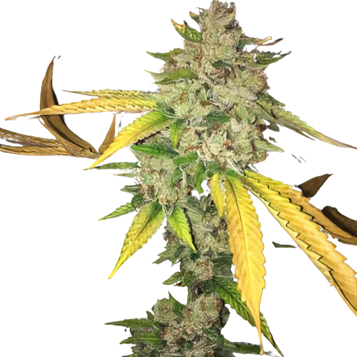 I-95 Feminized