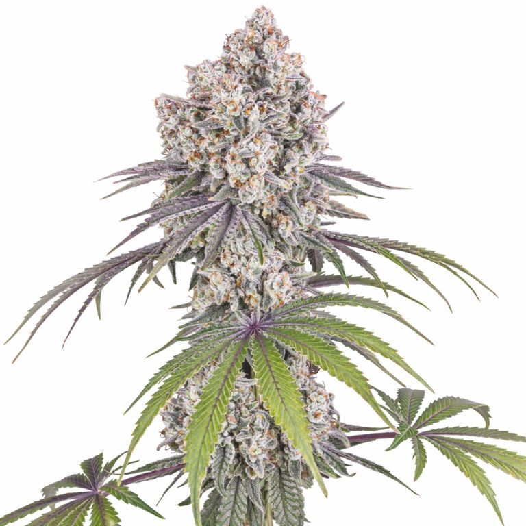 Ice Cream Cake Auto