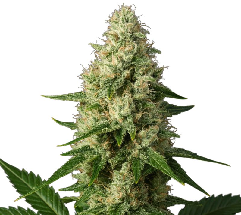 Ice Cream Feminized