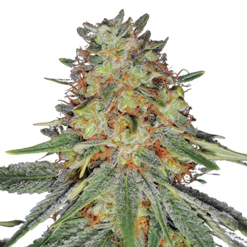 Jack Frost Feminized