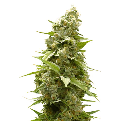 Jet Fuel Feminized