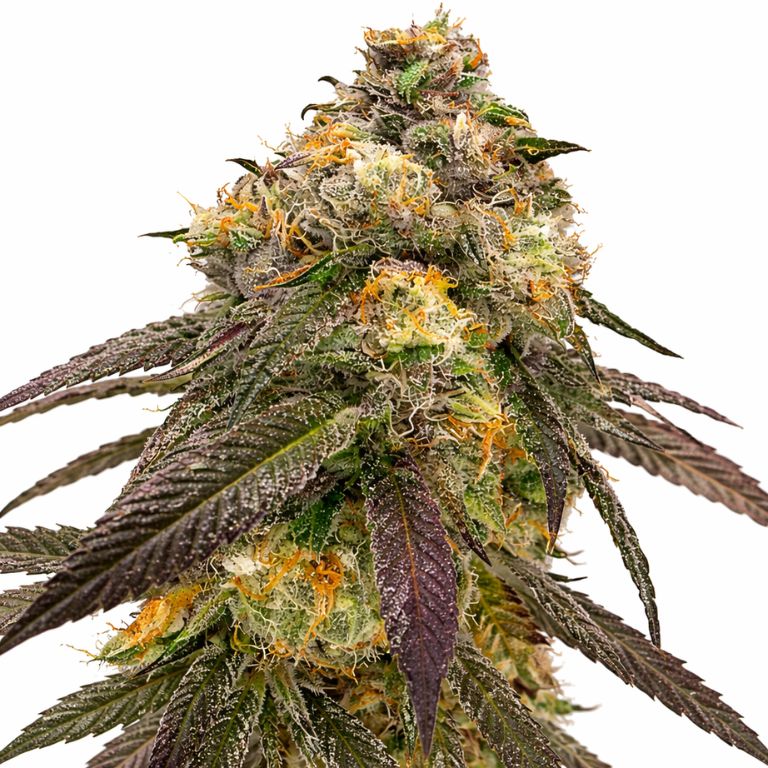 JGR Feminized