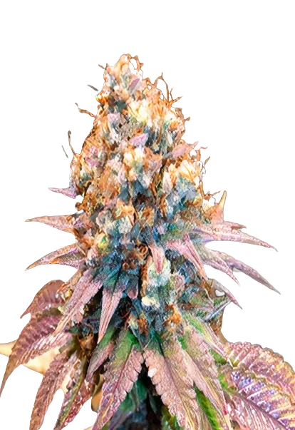 Jungle Juice Feminized
