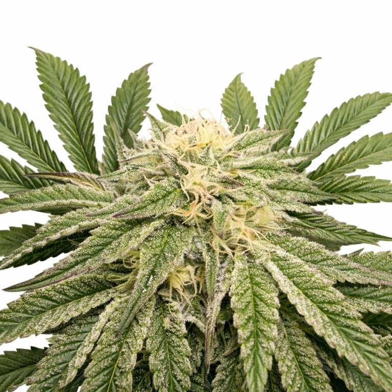 Jungle Lava Feminized