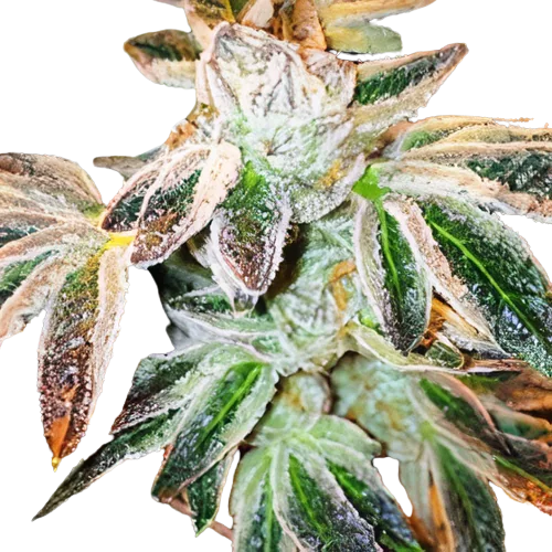 Jupiter OG Auto