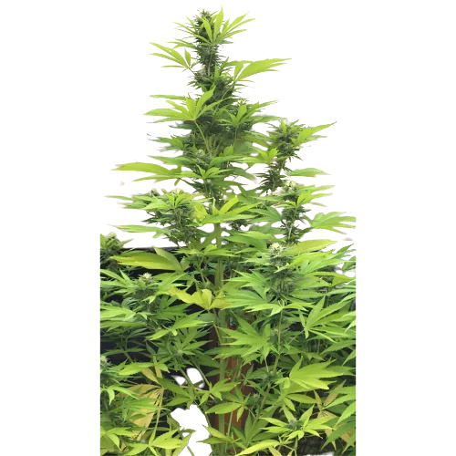 K-Train Feminized