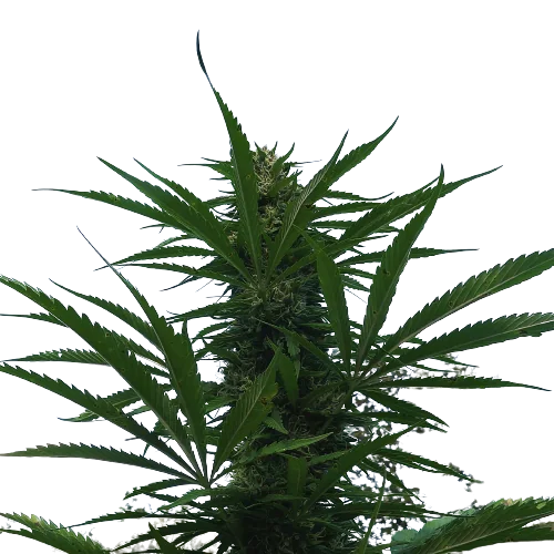 Kilimanjaro Feminized