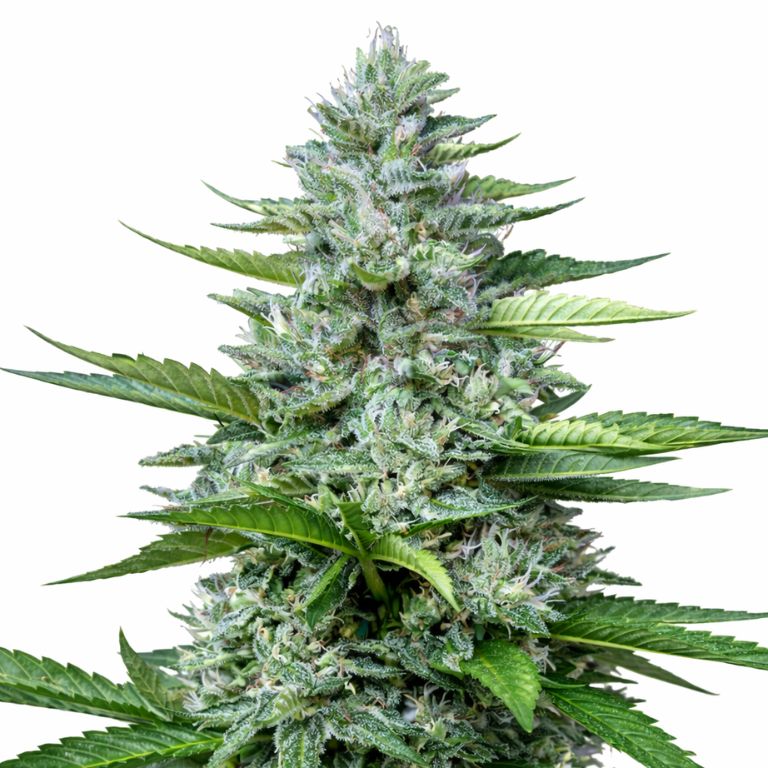 Killer Feminized